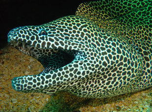 moray-eel-hallaniyat-islands-oman-dive-liveaboard-scuba-diving-snorkelling-arabian-sea-peninsula-gulf-adventure-travel-vacation-holiday-underwater-photography-coral-reef.jpg