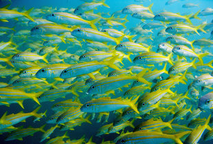 snapper-hallaniyat-islands-oman-dive-liveaboard-scuba-diving-snorkelling-arabian-sea-peninsula-gulf-adventure-travel-vacation-holiday-underwater-photography-coral-reef.jpg