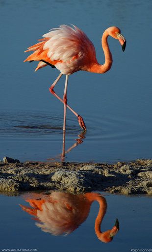Flamingos in the Galapagos - brackish lagoon