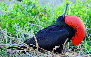 Galapagos Magnificent Frigatebird in Mangroves