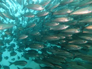 School of Salema Fish in the Galapagos