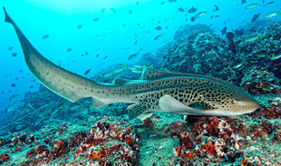 Leopard-shark-Hallaniyat-Islands-Oman-dive-liveaboard-scuba-diving-snorkeling-Arabian-Sea-Peninsula-Gulf-travel-vacation-holiday-underwater-photography-coral-reef-scott-johnson.jpg