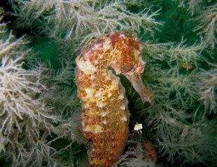 Seahorse-Hallaniyat-Islands-Oman-dive-liveaboard-scuba-diving-snorkelling-Arabian-Sea-Peninsula-Gulf-adventure-travel-vacation-holiday-underwater-photography-coral-reef.jpg