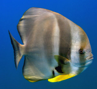 Batfish-Hallaniyat-Islands-Oman-dive-liveaboard-scuba-diving-snorkelling-Arabian-Sea-Peninsula-Gulf-adventure-travel-vacation-holiday-underwater-photography-coral-reef.jpg