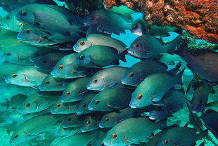 schooling-fish-hallaniyat-islands-oman-dive-liveaboard-scuba-diving-snorkelling-arabian-sea-peninsula-gulf-adventure-travel-vacation-holiday-underwater-photography-coral-reef.jpg