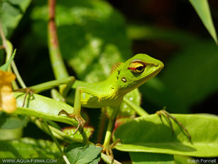 Green Lizard, Sinharaja Rainforest National Park UNESCO World Heritage Site Wildlife photography by Ralph Pannell