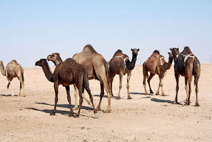 camel-rub-al-khali-empty-quarter-desert-crossing-expedition-travel-vacation-holiday-wildlife-expedition-dune-bashing-oman-arabian-peninsula-al-hashman-burkana-bedouin-sand-dunes.jpg