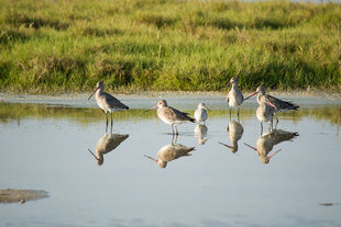 birdwatching-shuwaumiya-al-jizr-wadi-desert-crossing-expedition-travel-vacation-holiday-wildlife-expedition-photography-oman-arabian-peninsula-salalah-muscat-rub-al-khali-wahiba.jpg