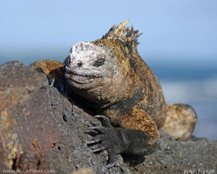 Marine Iguana