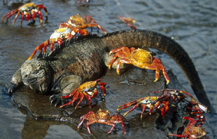 Sally lightfoot crabs on a marine iguana