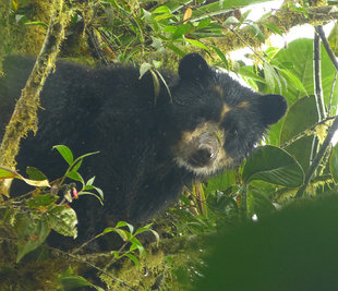 Paddington - the Spectacled Bear in Ecuador's cloud forest between Maqauipucuna & Santa Lucia reserve, Choco Andes