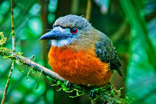 The Birdwatching is fantastic in Ecuador's Cloud Forests in the Choco-Andes