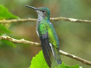 White-Necked Jacobin Hummingbird in Ecuador Cloud forest Santa Lucia Reserve Choco Andes