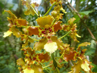 Orchid in the Ecuadorian cloud forest, Odontoglossum cirrhosum, Santa Lucia Rainforest Conservation project