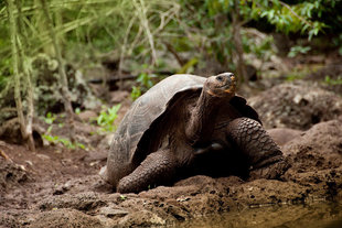 San Cristobal Galapagos Giant Tortoise (Geochelone chatamensis) at Cerro Colorado from David Rodriguez Breeding Center