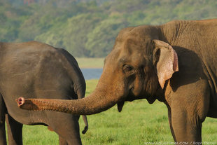 Elephants in Minnerya National Park - Sri Lanka