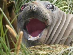 Goldharbour Bay Elephant Seal Amanda Arnold.JPG