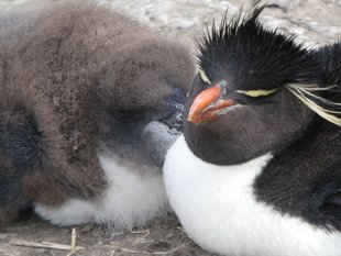 Bleaker Island rockhopper penguins Amanda Arnold.JPG