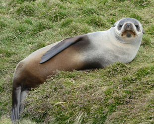 Stromness Harbour Fur Seals Amanda Arnold.JPG