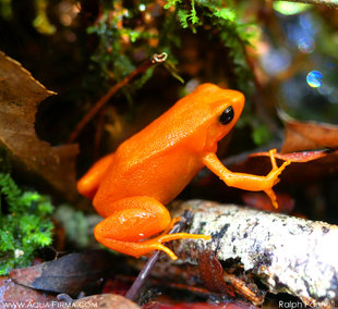 MadagascaN Golden Mantella Frog (Mantella aurantiaca) wildlife photography by Ralph Pannell AQUA-FIRMA