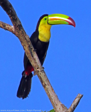 Keel Billed Toucan Yucatan, Mexico Birdwatching & Photography: Ralph Pannell (AQUA-FIRMA)