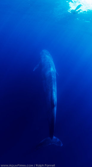 Snorkeling with a Blue Whale Rising to the Surface
