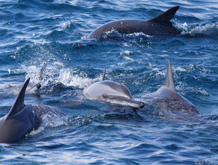 Spinner Dolphins Porpoising off Trincomalee in Sri Lanka