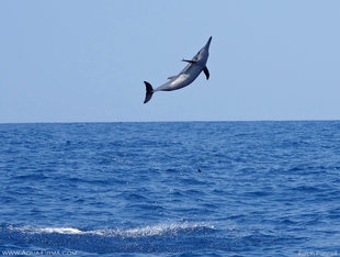 Spinner Dolphin leaping high out of the sea off Trincomalee in Sri Lanka Ralph Pannell Aqua-Firma