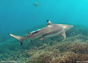 Black Tip Reef Shark on Coral Reefs at Pigeon Island Sri Lanka underwater photography by Ralph Pannell AQUA-FIRMA