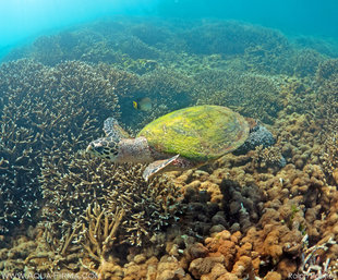 Hawksbill Turtle at Pigeon Island Trincomalee Sri Lanka underwater photography by Ralph Pannell AQUA-FIRMA