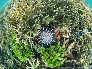 Crown of Thorns on coral reefs at Pigeon Island Trincomalee Sri Lanka travel photograhy Ralph Pannell Aqua-Firma