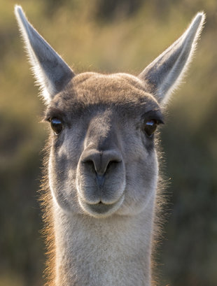 close-up-Guanaco-DaisyGilardini-TorresDelPaine.jpg