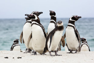 Magellanic_Penguins_Ira_Meyer_Chile.jpg