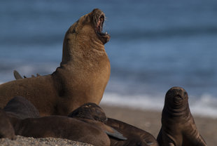 South American Sea Lion2-Chile.jpg