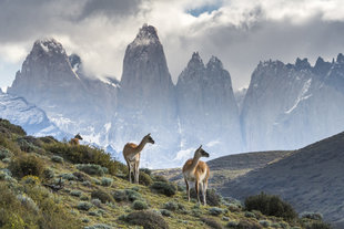 DaisyGilardini_TorresDelPaine-guanacos-mountains.jpg