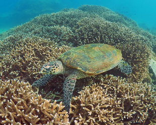 Hawksbill Turtle over Acropora Coral Reef Pigeon Island, Sri Lanka