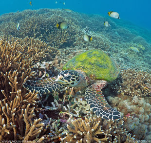 Hawksbill Turtle on Acropora Coral Reefs, Sri Lanka, Pigeon Island underwater photgoraphy by Ralph Pannell, AQUA-FIRMA