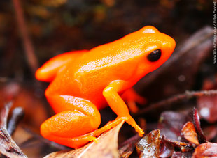 Golden Mantella Frog (Mantella aurantiaca) thought to have become extinct photograph by Ralph Pannell AQUA-FIRMA