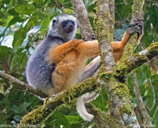 Diademed Sifaka Lemur in the Mantadia National Park Madagascar. Wildlife photography by Ralph Pannell Aqua-Firma