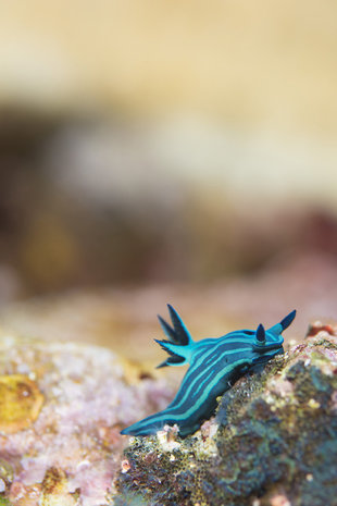 Galapagos-Conservation-Trust-GCT-Animal-Portrait-entry-Endemical-nudibranch-Jodie-Mae-2018.jpg