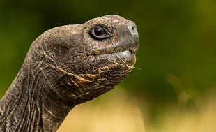 Galapagos-Conservation-Trust-Photography-Competition-Giant-Tortoise-©Arnfinn-Johansen-2014.jpg
