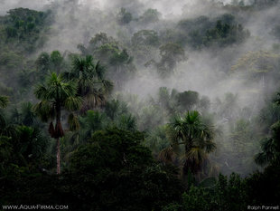Amazon Rainforest Mist rising after rains from the Yasuni National Park Rio Napo Anangu Ecuador landscape photography Ralph Pannell AQUA-FIRMA
