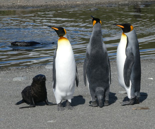 King Penguins on beach in South Georgia Island - Sailsbury Plain - photo by Amanda Arnold