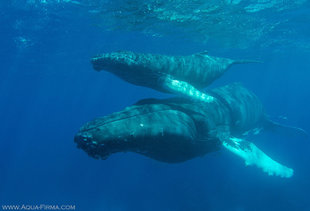 Swimming with Humpback Whales in Dominican Republic