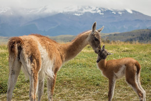 guanaco torres del paine patagonia.jpg