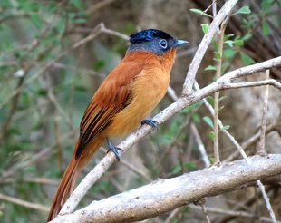 Birdwatching in Isalo National Park Reserve, Madagascar