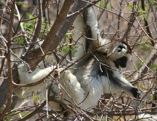 Verreaux Sifaka lemur in the Isalo National Park, Madagascar