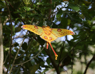 Butterfly in the Ranomafana Rainforest Reserve, Madagascar