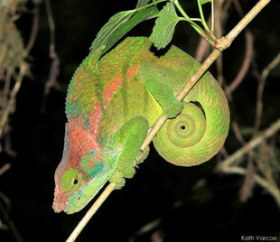 O'Shaughnessy's Chameleon Ranomafana National Park Rainforest, Madagascar Wildlife photography by Kathleen Varcoe