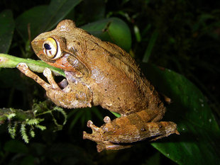 Frog Boophis reticulatus Ranomafana Rainforest Reserve, Madagascar